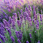 Lavender Fragrance Oil - Your Crafts