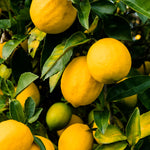 Lemon Fragrance Oil - Your Crafts