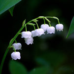 Lily Of The Valley Fragrance Oil - Your Crafts