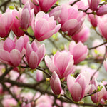 Magnolia Fragrance Oil - Your Crafts