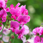Sweetpea Fragrance Oil - Your Crafts
