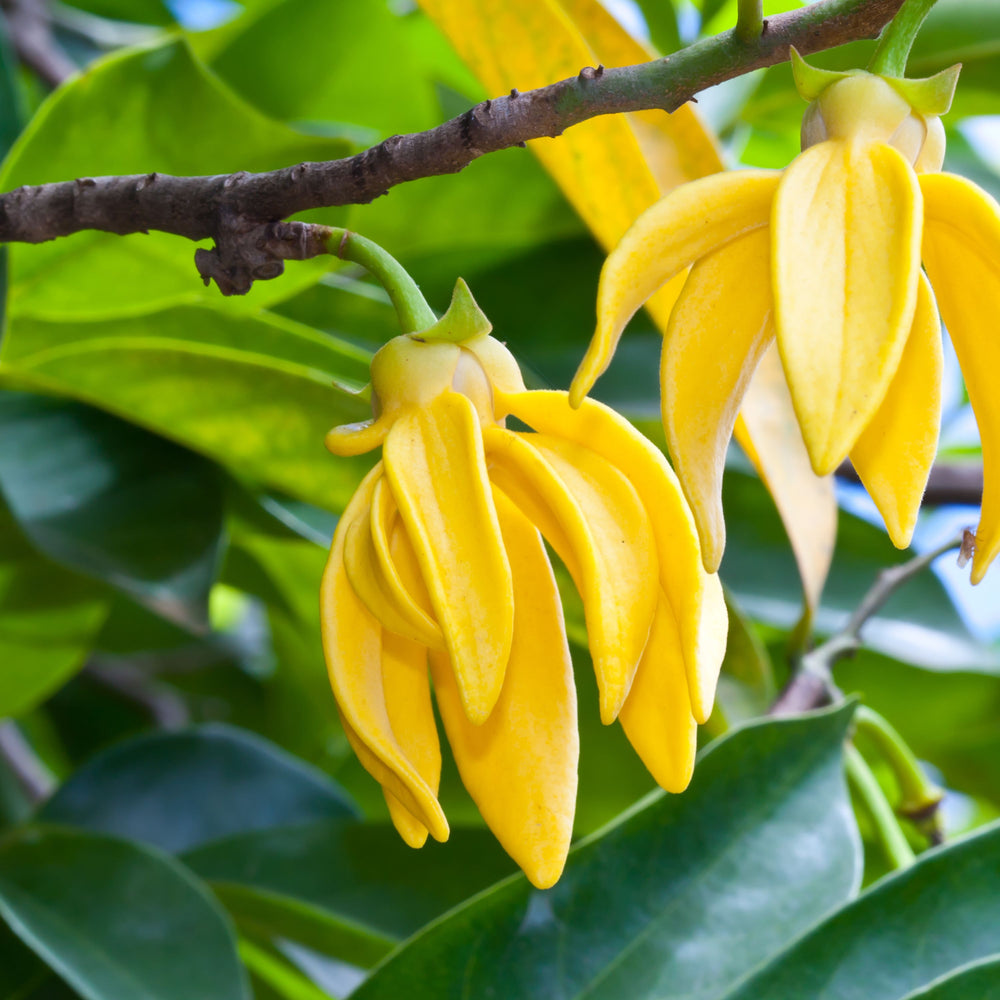 Ylang Ylang Fragrance Oil - Your Crafts