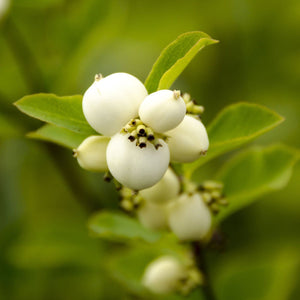 
                  
                    Snowberry & Mistletoe Fragrance Oil - Your Crafts
                  
                